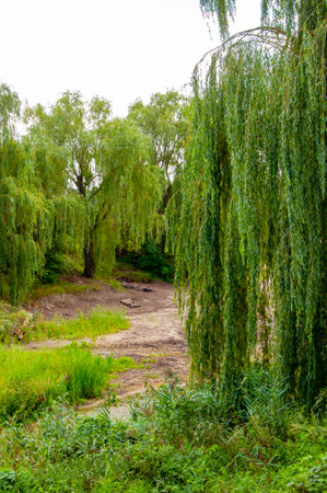 Willow tree in a forest. Forest in summer nature. Forest environment. Green nature. Nature landscape. Landscape forest in summer. Humid ecosystem.の写真素材
