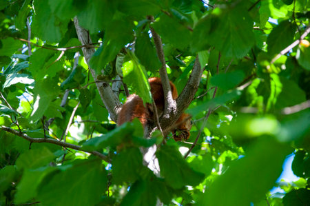 Chipmunk wild squirrel. Chipmunk rodent. Gopher outdoor. Wild animal in nature. Squirrel in green...