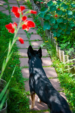 Dog outdoor. Pet dog has mestizo breed. Pet adoption. Adopt a dog. Pet day. Playful pets.の写真素材