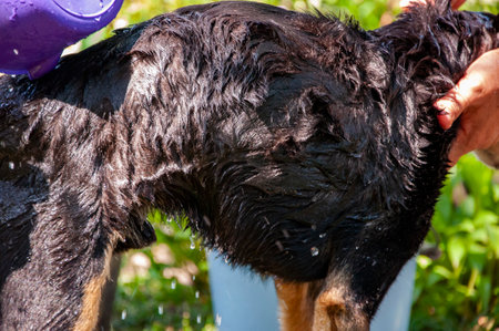 Dog owner washing his pet. Dog washing outdoor covered in soap foam. Hygiene. Grooming dog. Pet animal care and wash. Hygiene and care of animals. Grooming salon. Raising pets.の写真素材