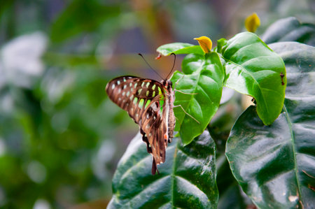 Wildlife nature. Summer insect. Exotic rare butterfly. Large butterfly in exotic nature. Tropical jungle butterflies in summer. Butterfly insect. Rare and exotic. Graphium agamemnon.の写真素材