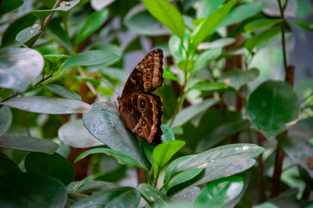 Tropical jungle butterflies in summer. Butterfly insect. Rare and exotic. Wildlife nature. Summer...