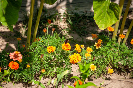 This plant has very beautiful flowers, with bright orange or yellow flowers. Nature.の写真素材