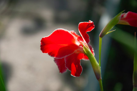 Gladiolus flower red color. Flower of gladiolus flowering red color. Red gladiolus flower outdoor in nature. Gladiolus macro.の写真素材
