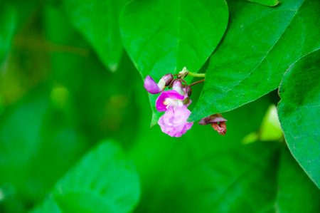 Dolichos flower blooming lilac color among bright green leaves outdoor.の写真素材