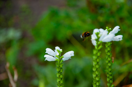 Bumblebee on Physostegia dragonhead flowering flower in nature outdoor. Selective focus.