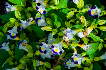 Wishbone flower or white bluewings flowering background outdoor. Flower wishbone bluewings background. Nature background.の写真素材