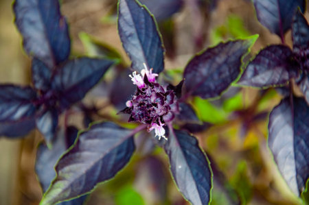 Aromatic herbal basil herb. Organic farming. Organic healthy food. Basil fresh ingredient. Bunch of fresh scented purple basil stems with leaves. Flavorful fresh purple basil stalk in selective focus.の写真素材