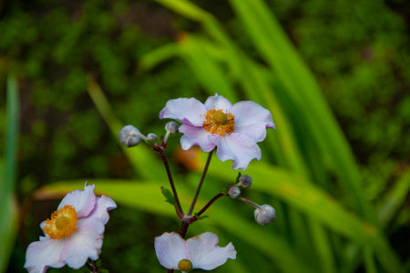 Eriocapitella hupehensis flowering flower on green natural background outdoor in summer season.の写真素材