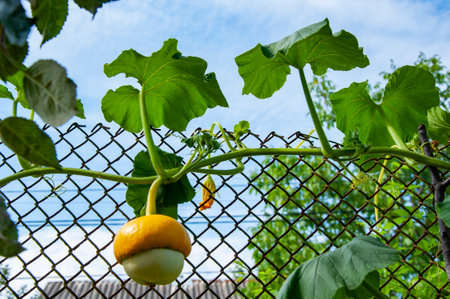 Autumn harvest in farm. Gourd vegetable in the garden. Squash organic vegetable. Halloween pumpkin growing outdoor. Organic cucurbita harvest. Small gourd.の写真素材