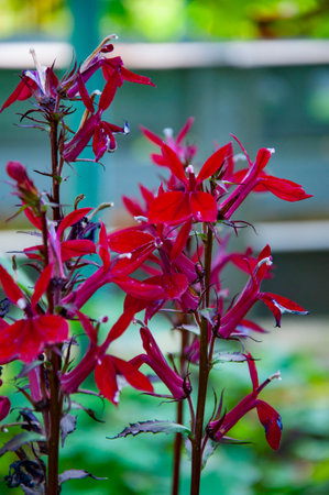 Lobelia red flower blooming outdoor in nature. Red flower of Lobelia. Nature beauty.の写真素材