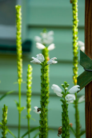 Physostegia dragonhead flowering flower in nature outdoor. Beauty of nature.の写真素材