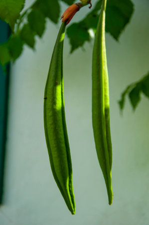 Campsis vine flowering plant bud. Bud of Campsis flower in nature outdoor.の写真素材