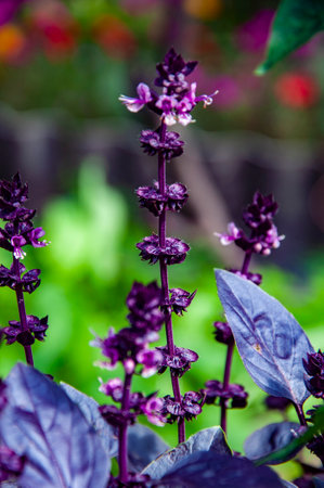 Basil fresh ingredient. Bunch of fresh scented purple basil stems with leaves. Flavorful fresh purple basil stalks. Aromatic herbal basil herb. Organic farming.の写真素材