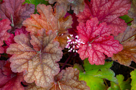 Heuchera background perennial plant with red autumn color leaves outdoor. Heuchera in nature background.の写真素材