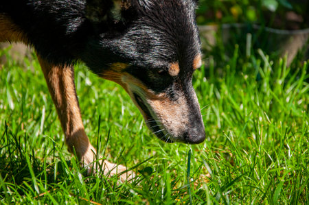 Healthy animal feeding. Dog eating treats food outdoor. Pet dog has mestizo breed. Pet nutrition. Adopt a dog. Pet day. Puppy training.の写真素材