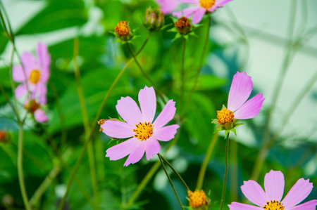 Cosmea flower in the summer nature garden outdoor. Beauty of nature. Flowering cosmea flower.の写真素材