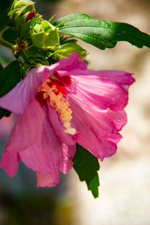Flowering hibiscus flower. Nature of flower. Summer hibiscus in bloom. Blossoming hibiscus flower. Nature beauty. Hibiscus flower blooming in the garden. Tropical garden feature.の写真素材