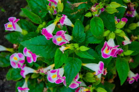 Wishbone flower or pink bluewings flowering background outdoor. Flower wishbone bluewings background. Nature background.の写真素材