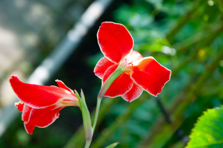 Gladiolus flower red color. Flower of gladiolus flowering red color. Red gladiolus flower outdoor in nature. Bright gladiolus.の写真素材