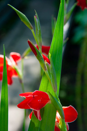 Gladiolus flower red color. Flower of gladiolus flowering red color. Red gladiolus flower outdoor in nature. Flourish gladiolus.の写真素材