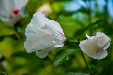 Blossoming hibiscus exotic flower. Nature beauty. Hibiscus flower blooming in the garden. Flowering hibiscus flower. Nature of flower. Summer hibiscus in bloom.の写真素材
