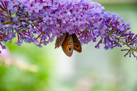 Meadow brown butterfly. Buddleja purple flower. Butterfly bush. Butterfly or Buddleja flower. Buddleia flower purple color with butterfly insect. Maniola jurtina on Buddleja. Maniola jurtina.の写真素材