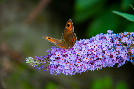 Buddleja purple flower. Butterfly bush. Butterfly or Buddleja flower. Buddleia flower purple color...