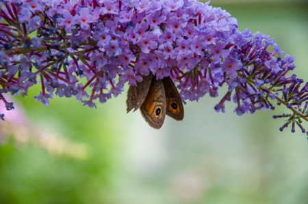 Butterfly bush. Butterfly or Buddleja flower. Buddleia flower purple color with butterfly insect. Maniola jurtina on Buddleja. Meadow brown butterfly. Buddleja purple flower. Summer lilac.の写真素材