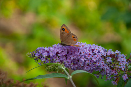 Buddleja purple flower. Butterfly bush. Butterfly or Buddleja flower. Buddleia flower purple color with butterfly insect. Maniola jurtina on Buddleja. Meadow brown butterfly collecting nectar.の写真素材