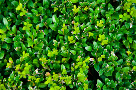 Green nature background. Natural vegetation background. Background of nature green color. Evergreen...