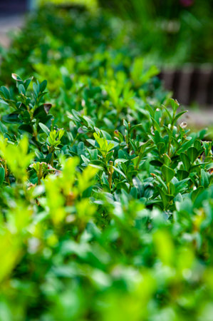 Green nature background. Natural vegetation background. Background of nature green color. Evergreen...