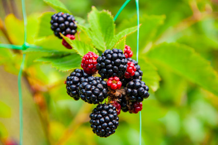 Blackberry berry. Branch of ripe blackberry on a bush in a garden. Fresh blackberries. Ripe organic...