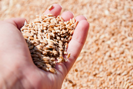 Wheat grain in hand at mill storage. Harvest in hand of farmer. Healthy wholegrain. Cereal grain...