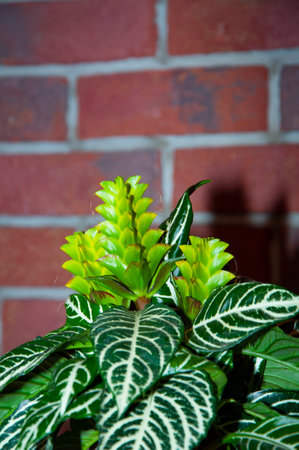 aphelandra flower. flowering nature bract. macro flowering aphelandra plant. green exotic flower. tropical natural flower plant. flora nature houseplant. blooming inflorescence flower in nature.の写真素材