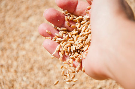 Harvest in hand of farmer. Healthy wholegrain. Cereal grain seed. Barley agriculture. Hand of farmer with wheat grain. Harvest agriculture. Wheat grain in hand at mill storage. Wheat import.の写真素材