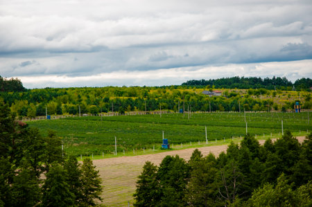 Landscape of green field. Scenery nature view from the top. Aerial nature landscape view.