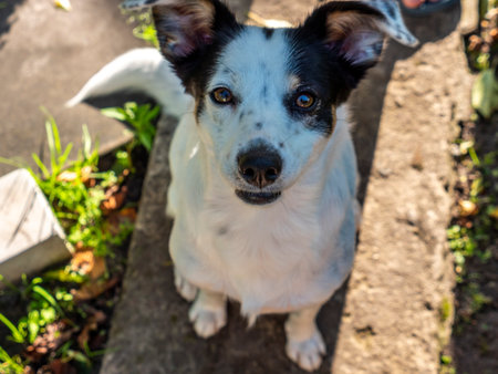 Dog devotedly look at person. Puppy pet portrait outdoor. Happy dog look up with devotion. Devoted happy pet dog. Puppy training banner. Dog adoption. Canine training.の写真素材