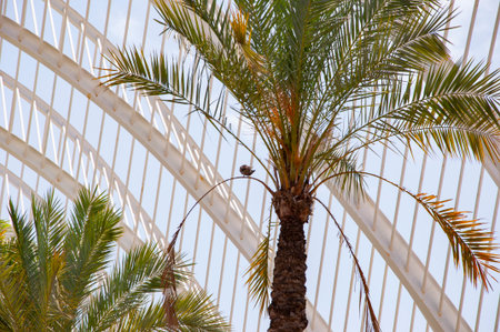 Pigeon sitting outdoor in palm tree park. Dove bird in palm garden, Valencia. City of arts and sciences. Fauna and nature. Pigeon bird observing park. Dove with beak and feather.の写真素材