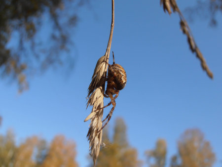 The spider goes down a dry grass.