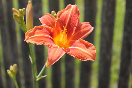 beautiful blooming flowers growing at the cottageの写真素材