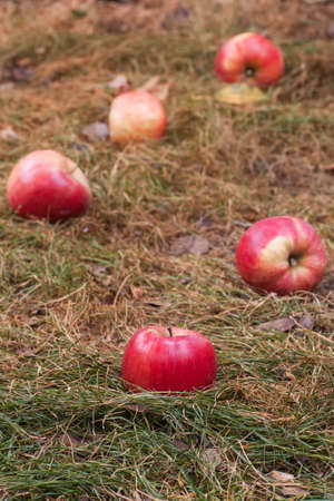 sweet red apples scattered on the withered grassの写真素材