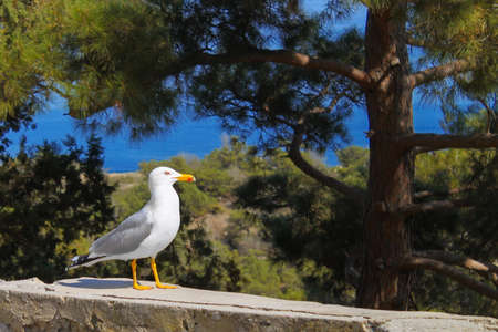 seagull sitting sea and pine trees in the background. Seascape
