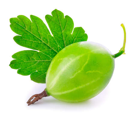 Gooseberry isolated on white background. Green ripe gooseberry with leaf  isolated on white background. Gooseberry closeupの写真素材