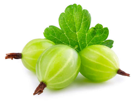 Gooseberry isolated on white background. Heap of green ripe gooseberry with leaf  isolated on white background. Gooseberry closeupの写真素材