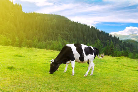 black and white cow grazing on meadow in mountains. Cattle on a mountain pasture. Summer sunny day. Cow in pasture. Mountain meadow. Green meadow in mountains and cow, summer landscape.の写真素材