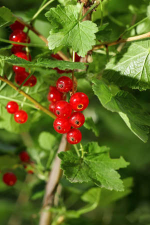Ripe red currants hanging from bush ready for harvest. Red currant. Red currant twig against green...