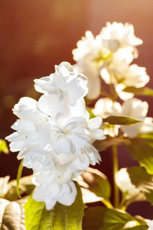 Closeup of white blooming jasmin flowers under sunny light - summer floral landscape. Terry jasmine...