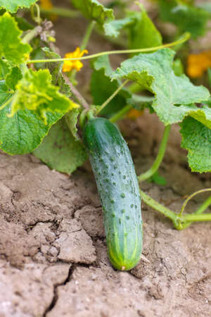 Ripe green cucumber in the garden closeup. Cucumber and its flower. Cucumber in the garden. Growing cucumber in the garden.の写真素材