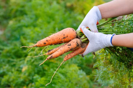 Bunch of carrots in hand with soft background. Fresh harvested carrots from the garden. Just picked fresh organic carrot. Harvest. Collecting harvest in autumn: carrot in hands of female workerの写真素材